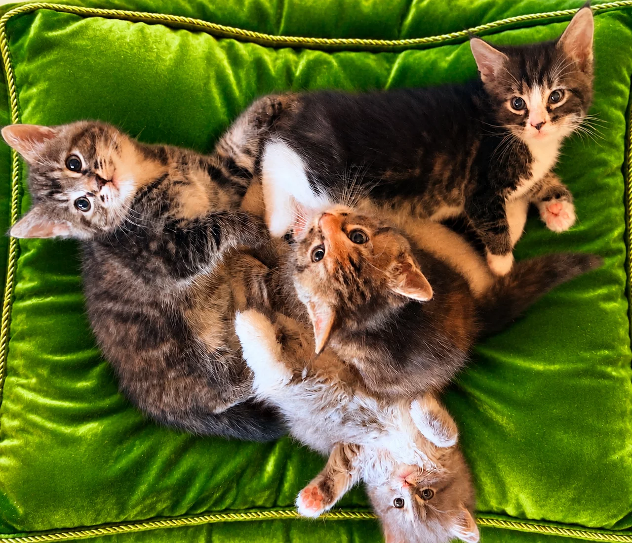 Maine Coon Fans